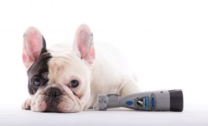 Dremel Trimming Your Pet Nails